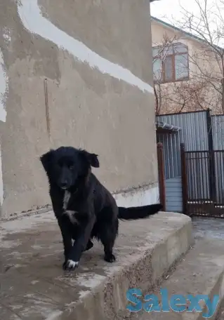 Дашка ищет дом. Доставлю!, фотография 3