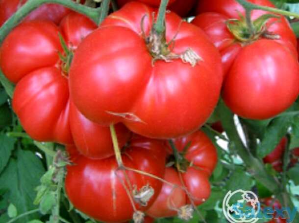 Семена Томат Лопатинские 20шт, фотография 1