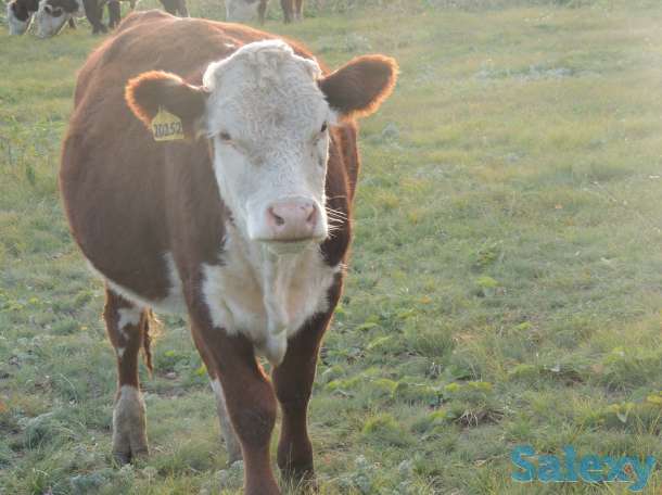 Племенные Герефорды, фотография 2