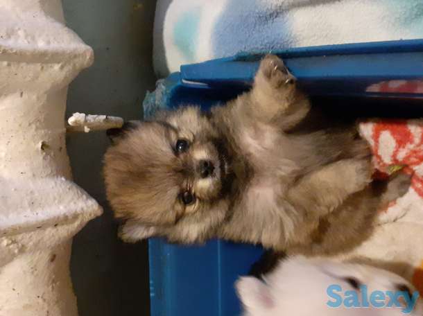 Померанский шпиц, фотография 2