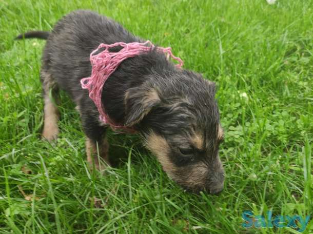 Щенки овчарки, фотография 8