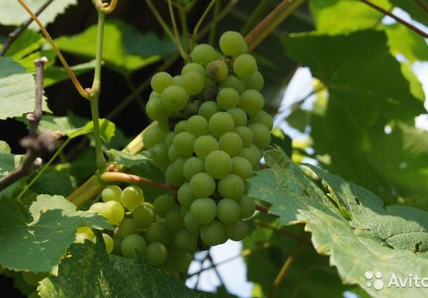 Коттедж 61 м² на участке 12 сот, фотография 3