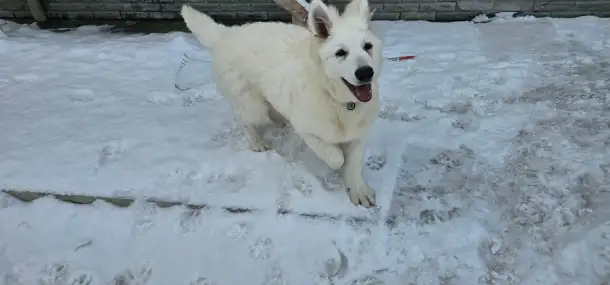 Продам Собак Породы Белая Швейцарская овчарка, фотография 2