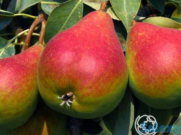 Груша отраденская, фотография 1