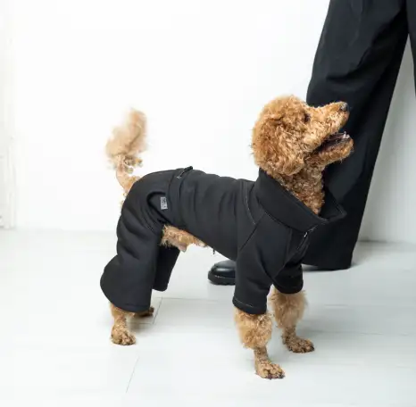 Производитель одежды и аксессуаров для животных TM Dogs Bomba приглашает к сотрудничеству, фотография 2