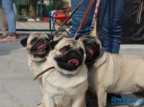 Мопс, фотография 6