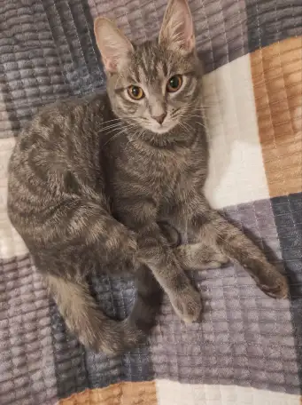 Отдам котят в заботливые руки, фотография 3