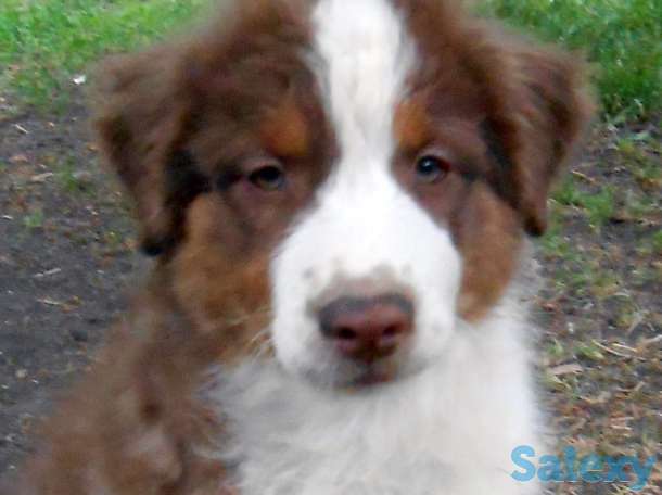 Продаются щенки Австралийской овчарки, фотография 11