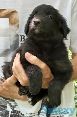 Английский спрингер-спаниель, ЩЕНКИ, фотография 2