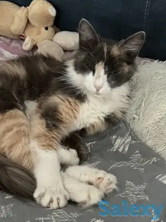 Отдам кошку, фотография 3