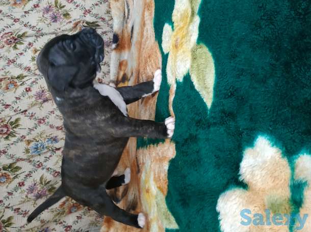 Резерв щенков, фотография 3