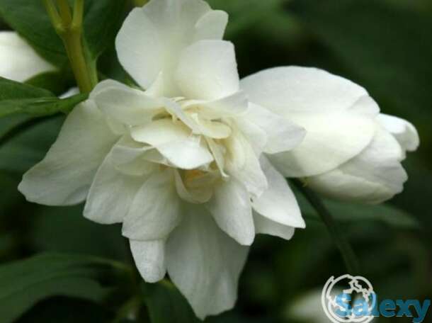 Чубушник манто дэрмин, фотография 1