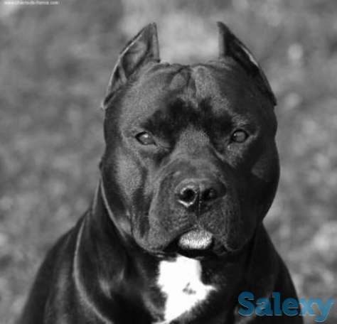 Питбуль, фотография 1