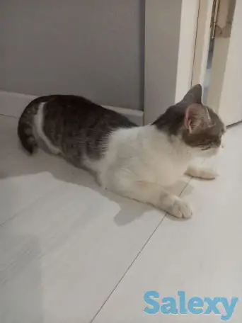 Отдам котенка в добрые руки, фотография 4