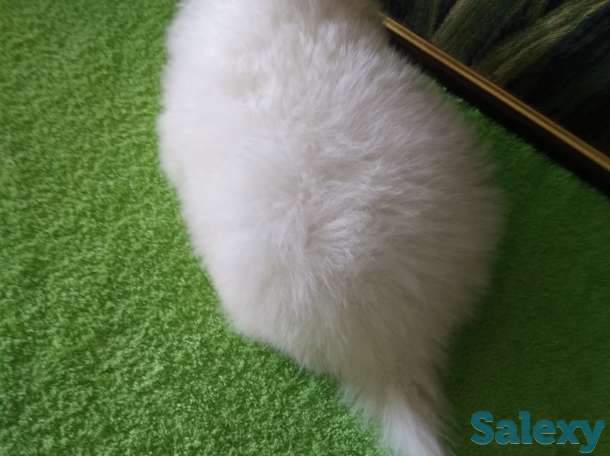 Продам мальчишек шпицов, фотография 4