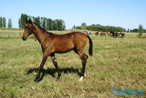 Ахалтекинские лошади, фотография 5