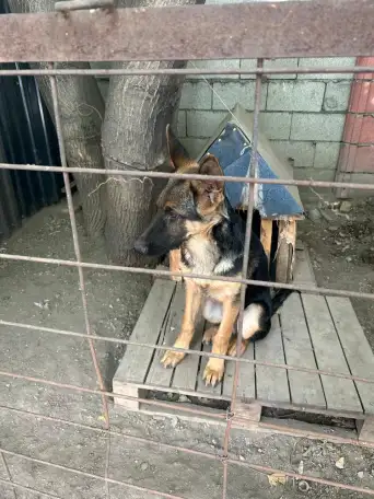 Продам щенка немецкой породы. Возраст 5 месяцев, фотография 2