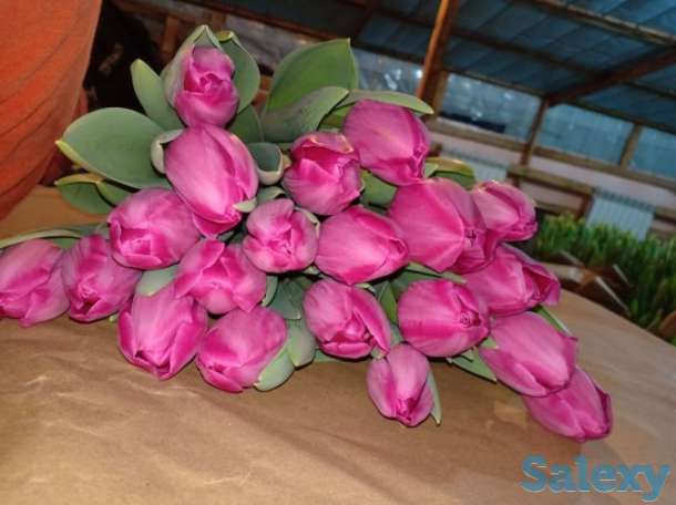 Продаю тюльпаны к 8 марту., фотография 6