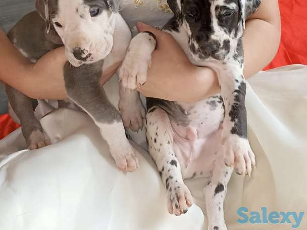 Продам щенков немецкого дога, фотография 3