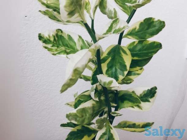 Комнатный цветок бересклет, фотография 2