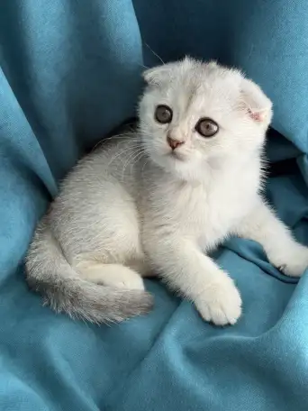 Продам котят. Породы серебристая шиншилла, фотография 1
