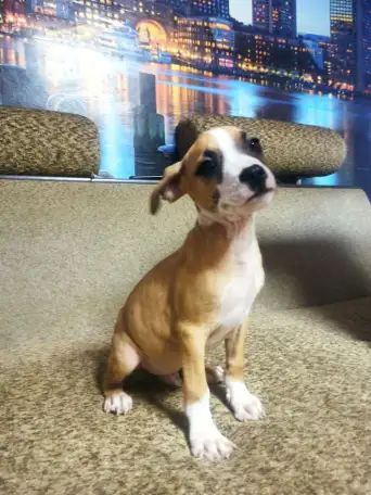 Продажа Американский Стаффордширский терьер, фотография 2