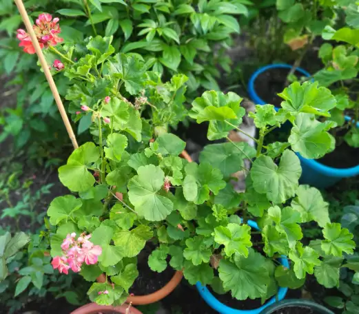 Продам герань, фотография 1