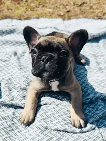 Щенки французского бульдога, фотография 3