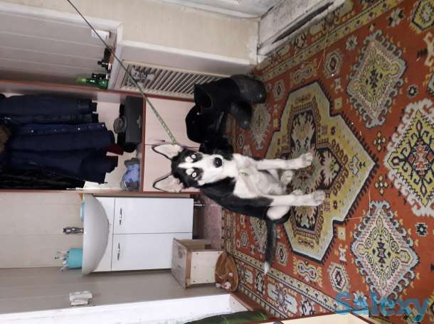 Продаю щенка порода хаски, фотография 5