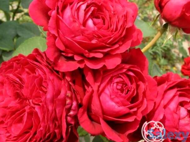 Роза ля роз де катрэ вен, дельбар, фотография 1