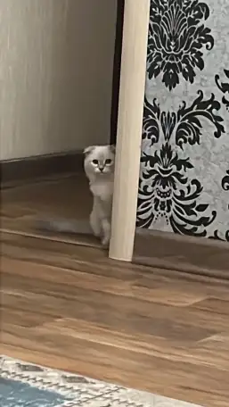 Продаю Кошку 5-6 месячную в добрые руки, фотография 2