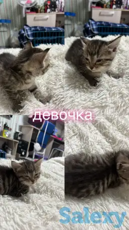 Отдам котят, фотография 4
