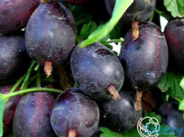 Крыжовник Черносливовый, фотография 1