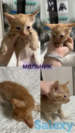 Отдам котят, фотография 1