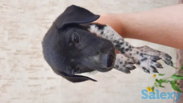 продам щенков, порода курцхаар, фотография 3