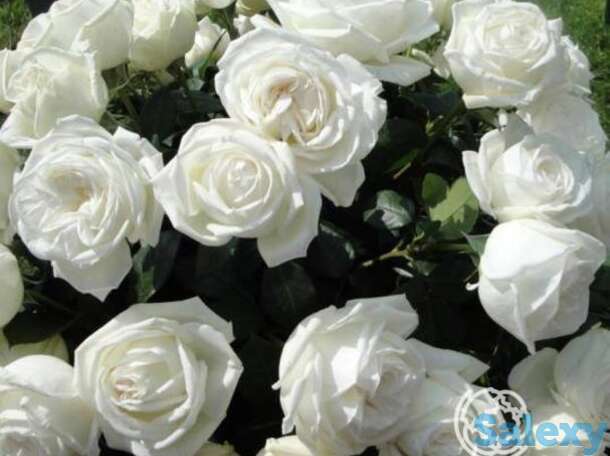 Роза ломоносов/пьер ардити, мейян, фотография 1