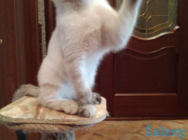 Отдам в добрые руки, фотография 4