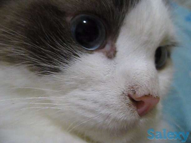 Кличка кота Маркиз порода Рэгдолл, фотография 1