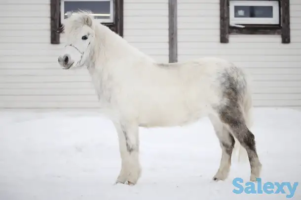 Продажа пони. Пони-ферма., фотография 6