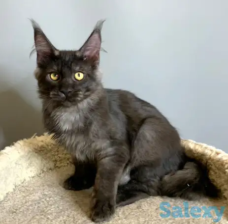 Мальчик мейнкун, фотография 10