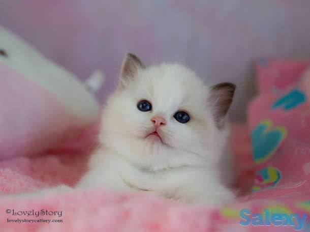 Великолепные котята породы Рэгдолл, фотография 7