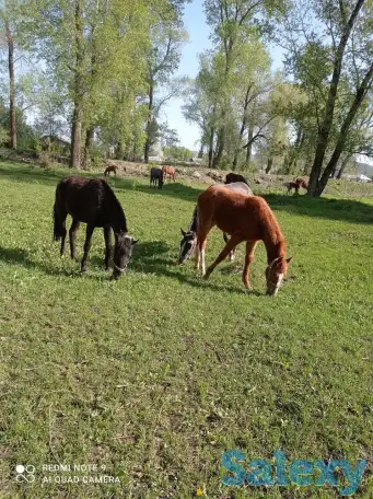 Продаются жеребята в Усть-Каменогорске, фотография 2