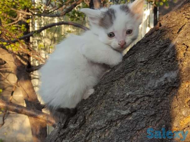 Отдам котят в добрые руки. Бесплатно, фотография 3