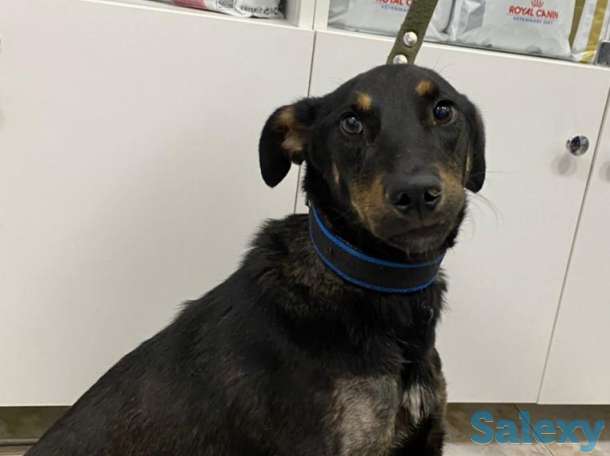 Отдам в хорошие руки, фотография 4