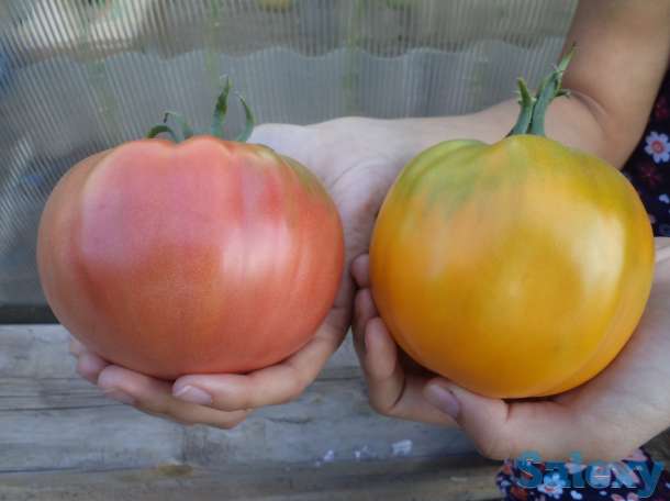 Рассада томатов, самые вкусные сорта, фотография 6