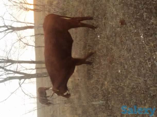 Продажа продается трех годовалые, фотография 3