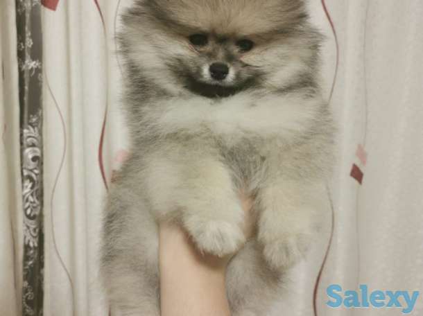 Шпицы щенки, фотография 3