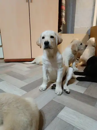 Щенки Лабрадор ретривер, фотография 1