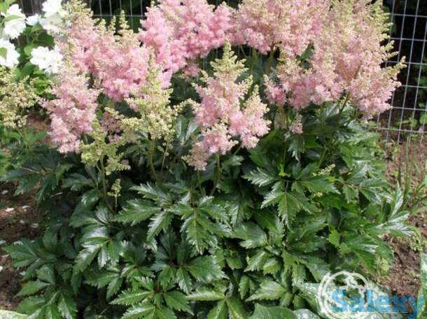 Астильба арендса Систе Тереза, фотография 1