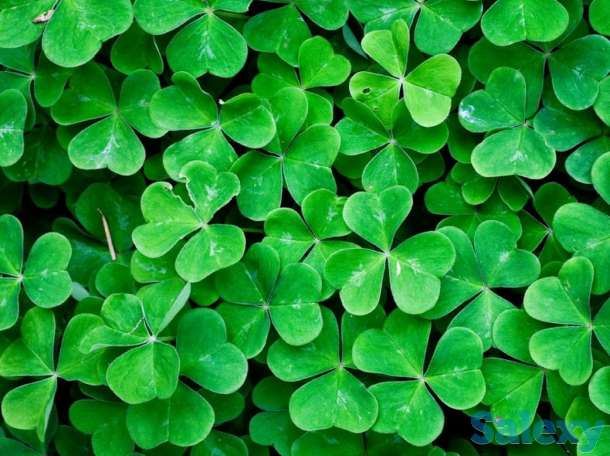 Домашний детский сад, фотография 1